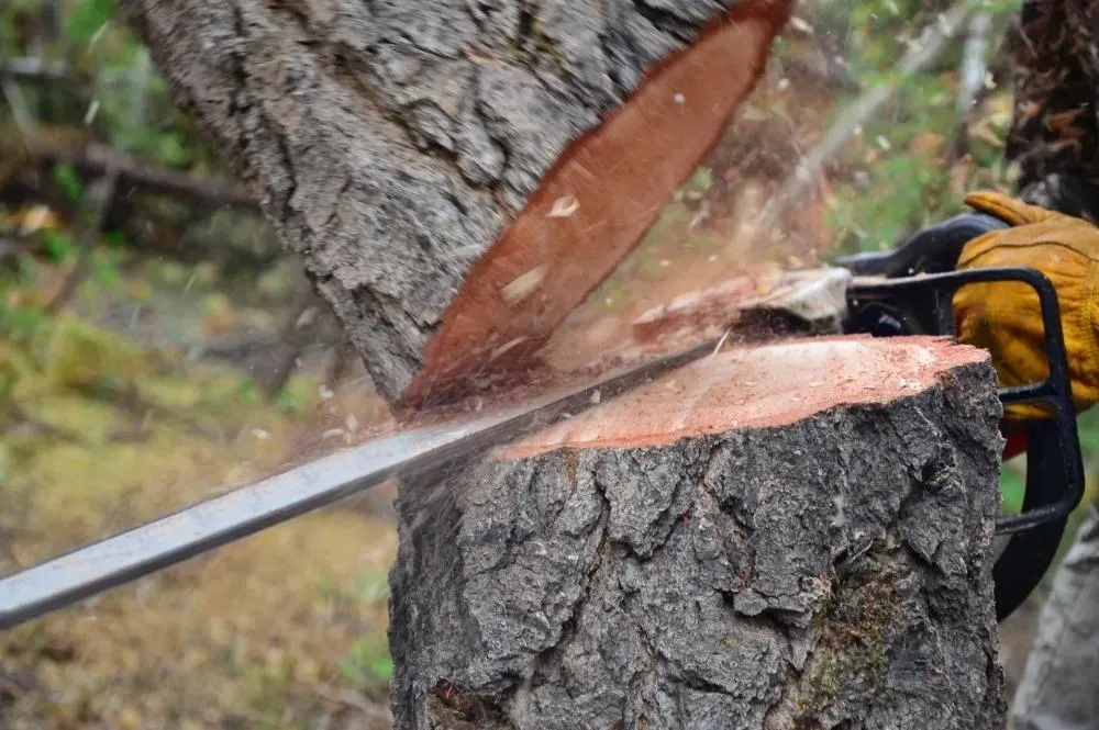 dessouchage des arbres